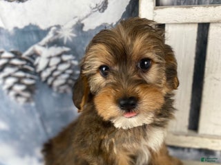 Yorkiepoo dogs Peanut - Ad 5