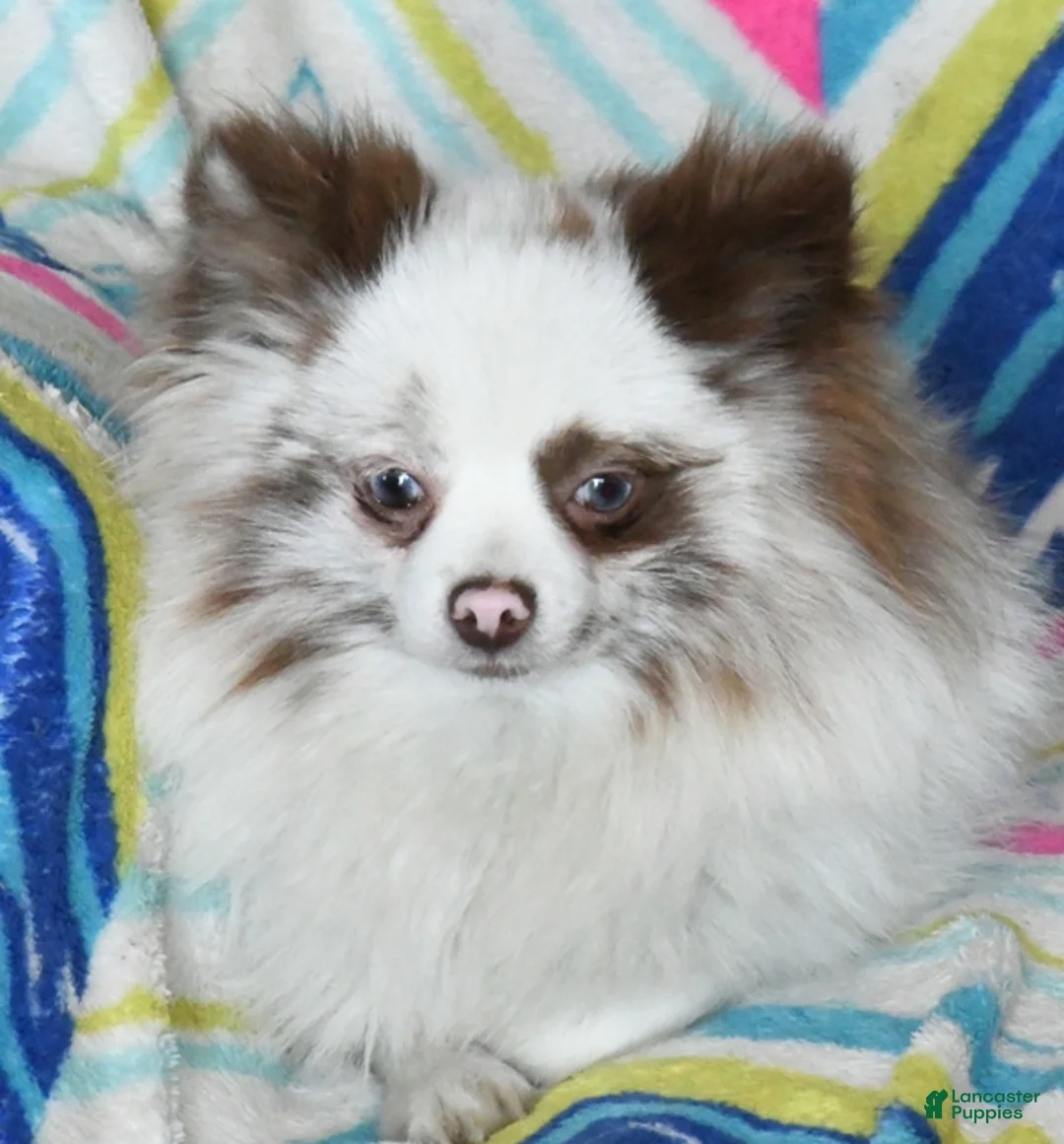 Pomeranian dogs for sale: Denim - Ad 14