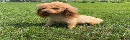Miniature Poodle dogs for sale: Murphy - Ad 4