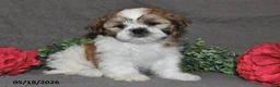 Shih Tzu dogs for sale: Jill - Ad 4