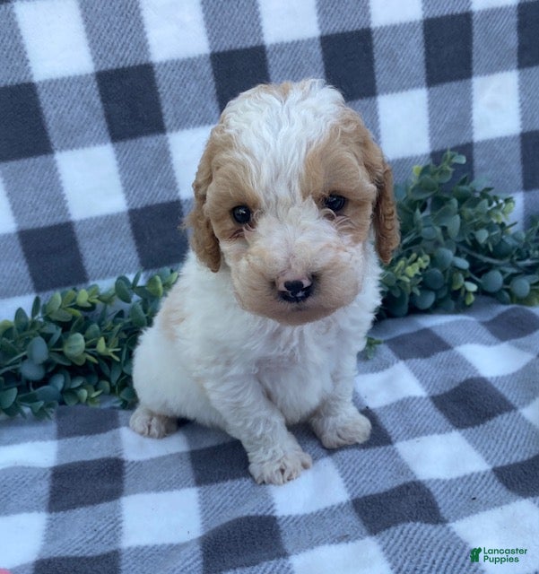 Mini Goldendoodle dogs Larson- tiny - Ad 1