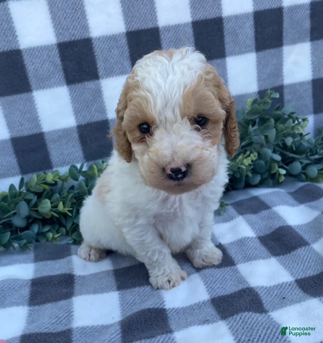 Mini Goldendoodle dogs for sale: Larson- tiny - Ad 1