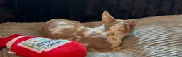 Chihuahua dogs for sale: Mr platinum - Ad 9