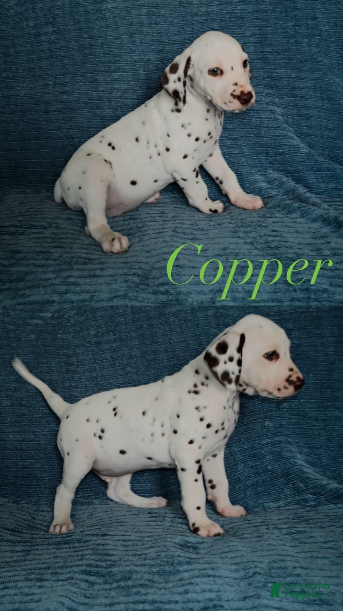 Dalmatian dogs Copper - Ad 4