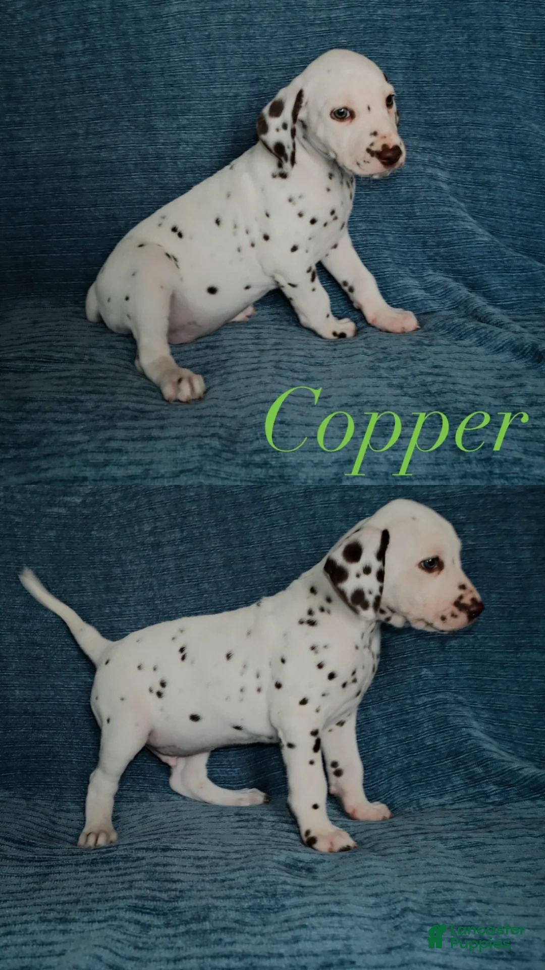 Dalmatian dogs for sale: Copper - Ad 1