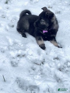 Norwegian Elkhound dogs "Purple" people licker - Ad 2