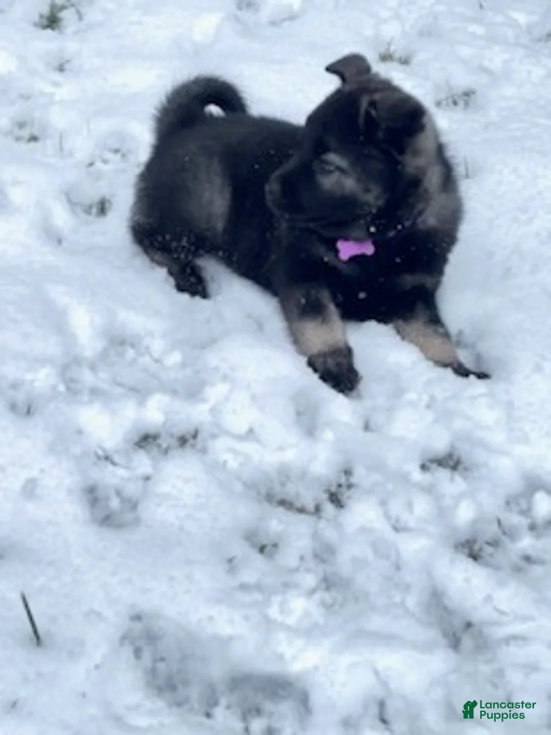 Norwegian Elkhound dogs for sale: "Purple" people licker - Ad 2