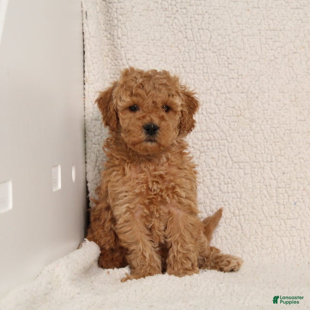 Mini Goldendoodle dogs for sale: Violet - Ad 4