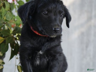 Mixed Breed dogs - Ad 23