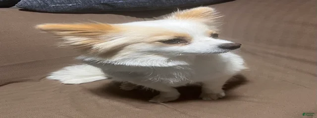 Sylvia