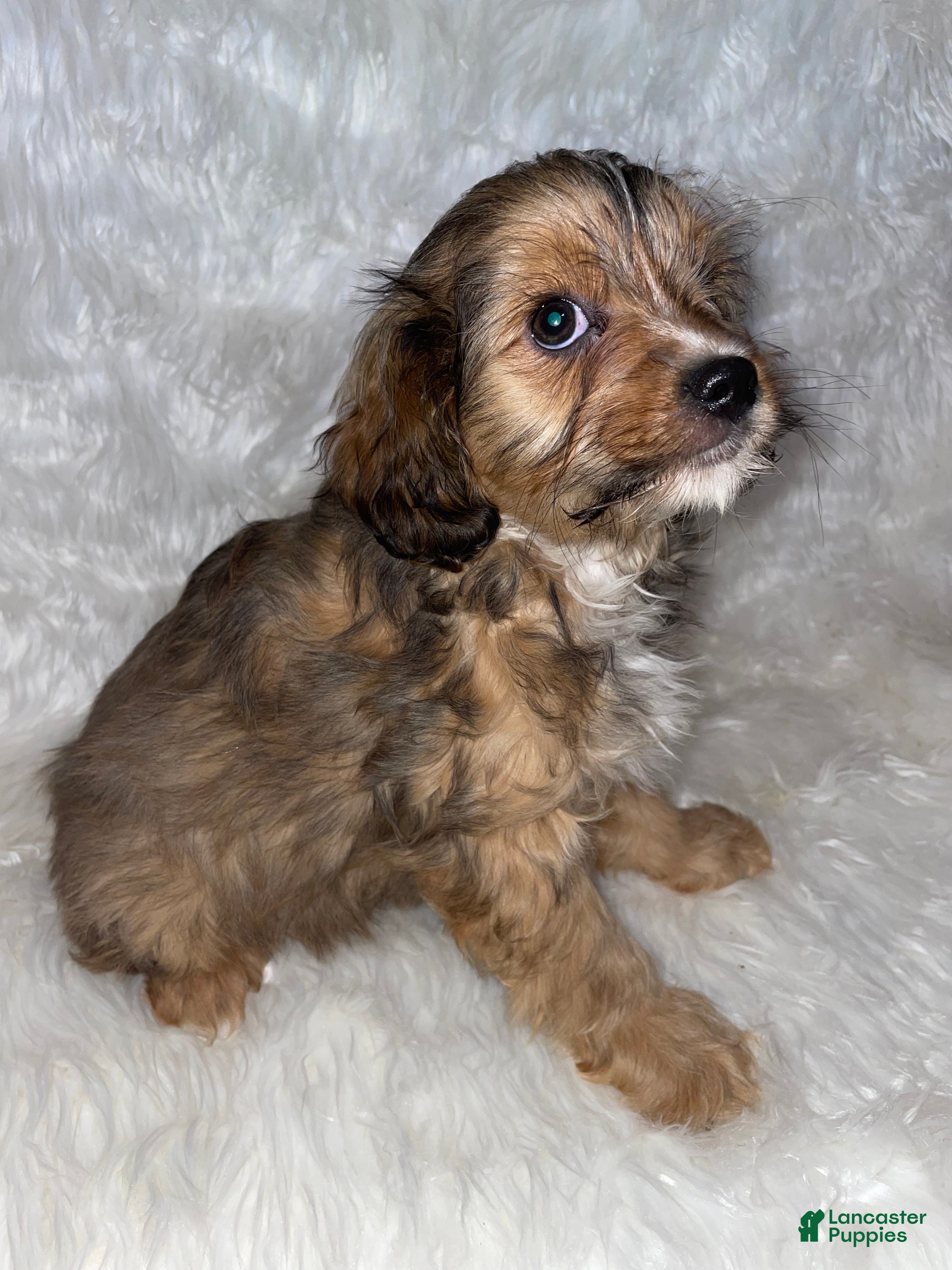 Cavapoo dogs Cavapoo Puppy 2 - Ad 22