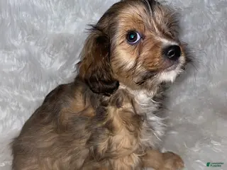 Cavapoo dogs Cavapoo Puppy 2 - Ad 22