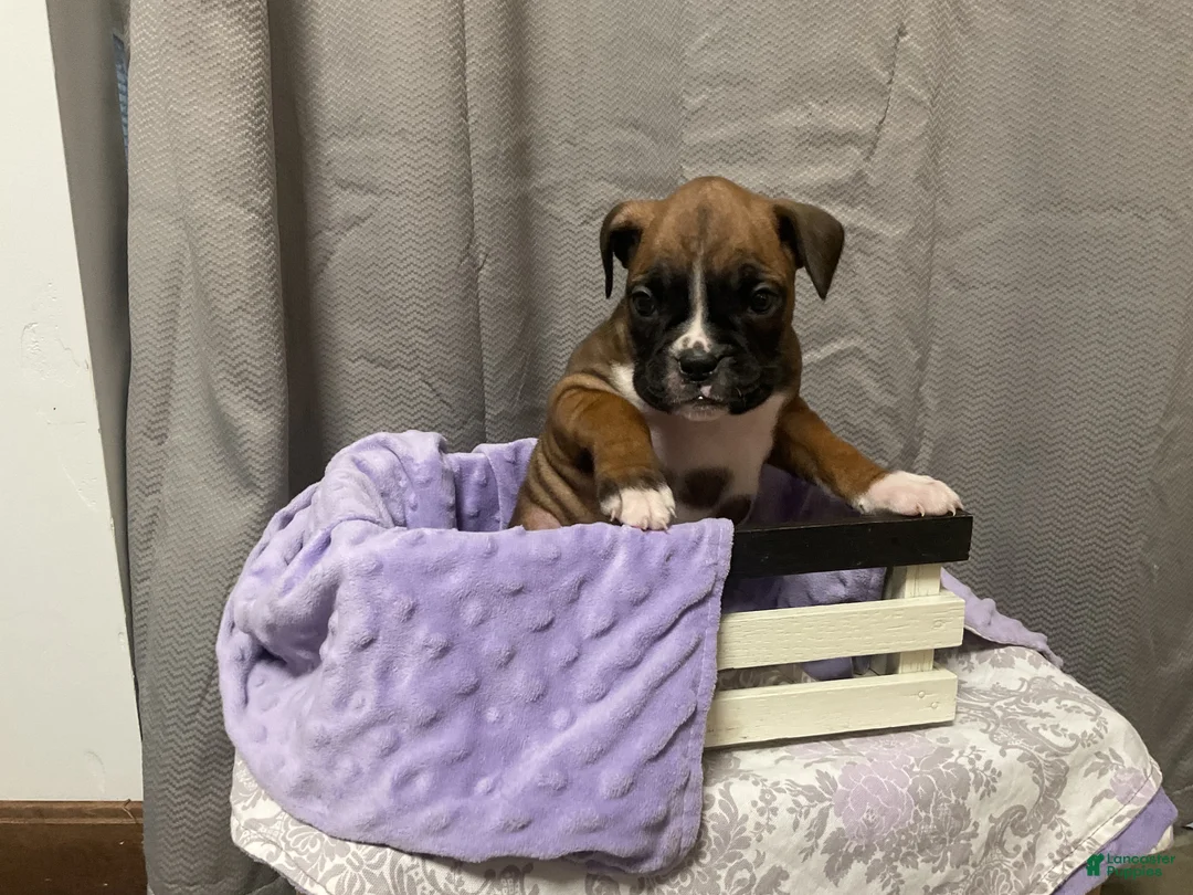 Boxer dogs for sale: 🌼 DAISY - Ad 3