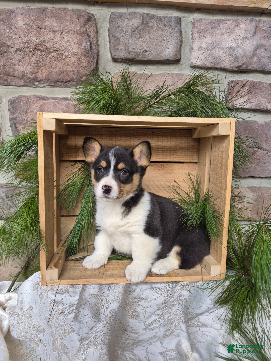 Welsh Corgi Pembroke dogs for sale: Ruby - Ad 1