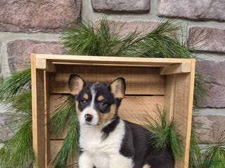 Welsh Corgi Pembroke dogs Ruby - Ad 40