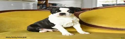 Boston Terrier dogs for sale: Dasher - Ad 1