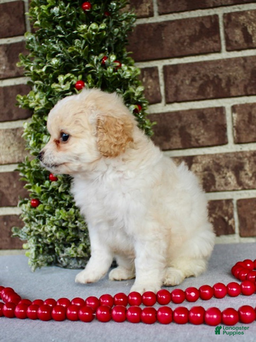 Miniature Poodle dogs for sale: Frosty - Ad 8