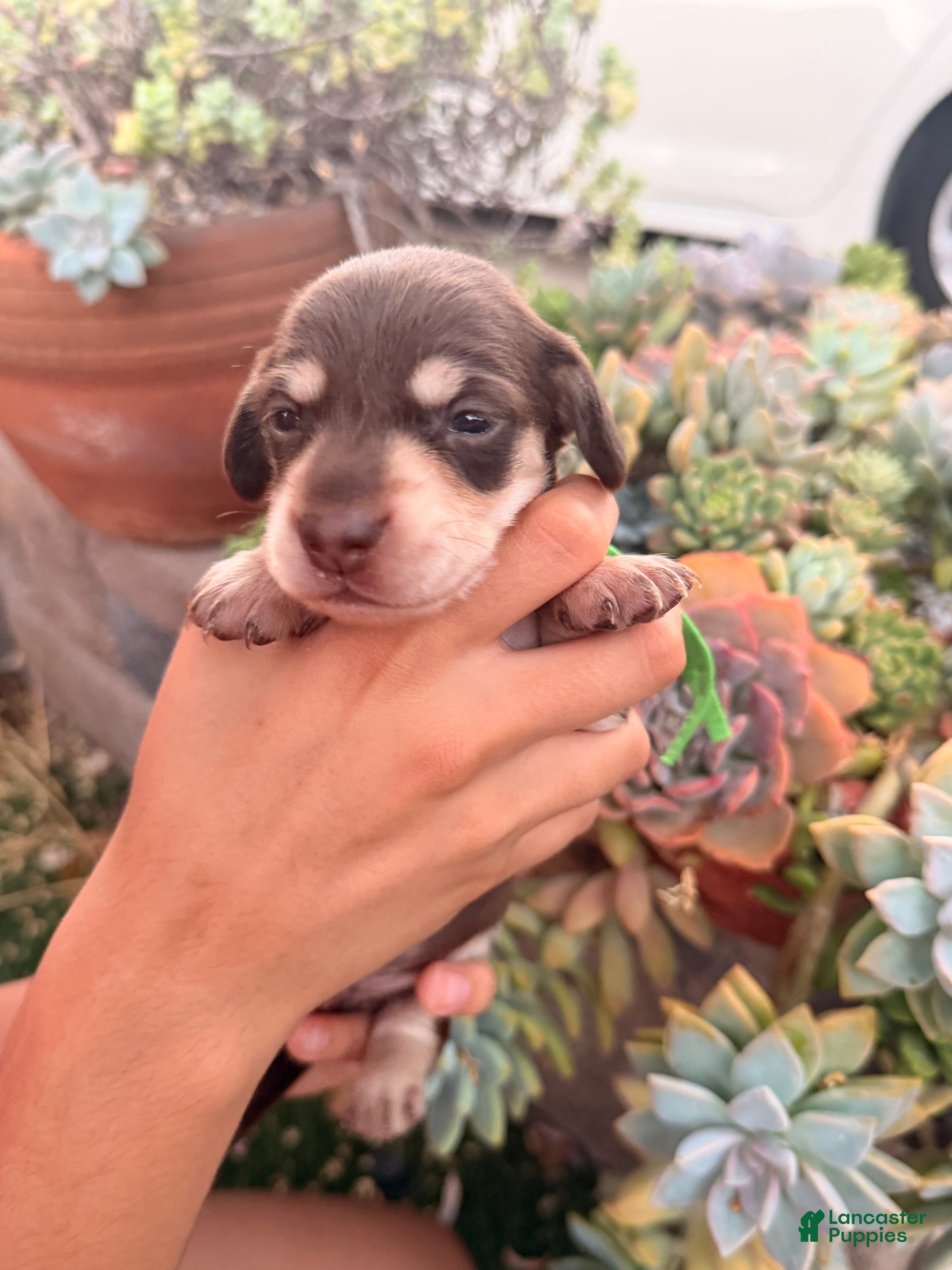 Miniature Dachshund dogs Miniature Dachshund 2 - Ad 21