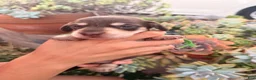 Miniature Dachshund dogs for sale: Miniature Dachshund 2 - Ad 1
