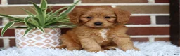 Cavapoo dogs for sale: Simba - Ad 4