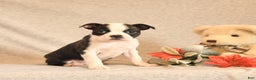 Boston Terrier dogs for sale: Fairy - Ad 5