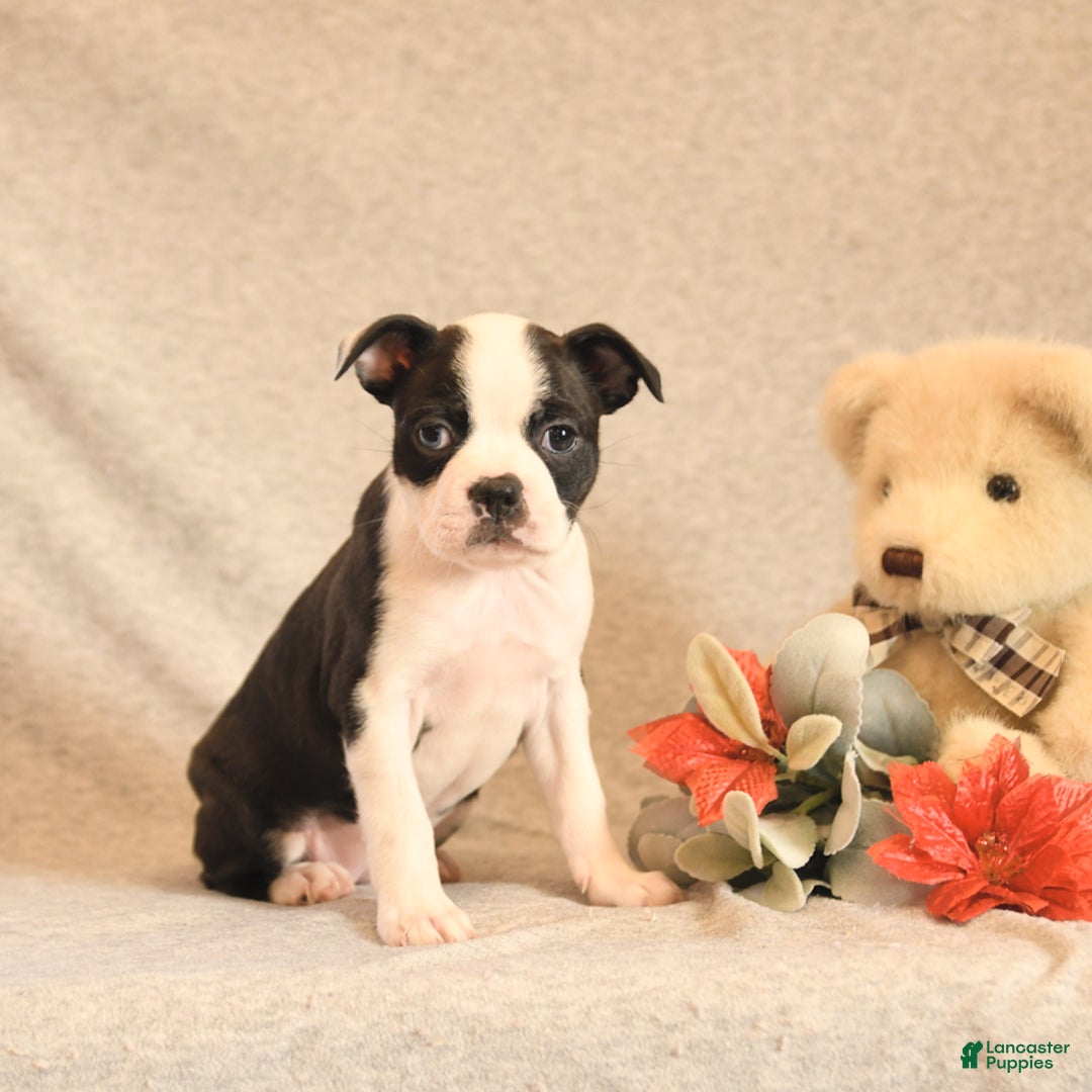 Boston Terrier dogs for sale: Fairy - Ad 5