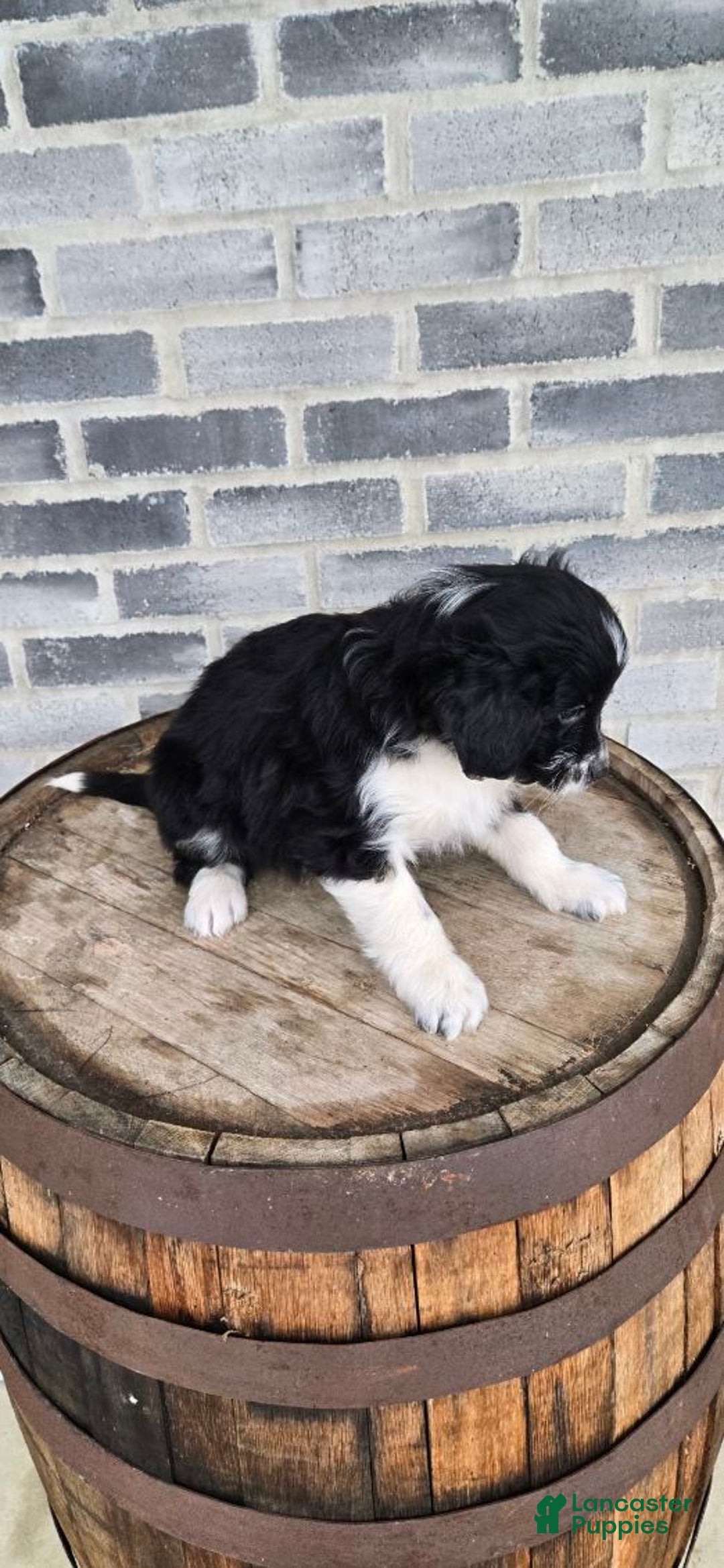 Mini Aussiedoodle dogs for sale: Finn – Male - Ad 4