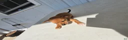 Chihuahua dogs for sale: Brutis - Ad 4
