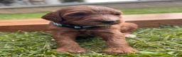 Irish Doodle dogs for sale: Birch - Ad 6