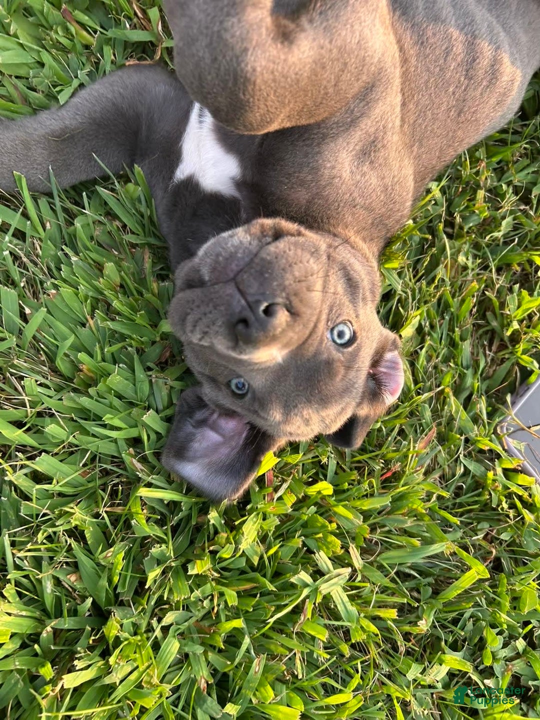 Gallery Image {{count}}