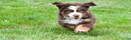 Miniature Australian Shepherd dogs for sale: Wendall - Ad 3