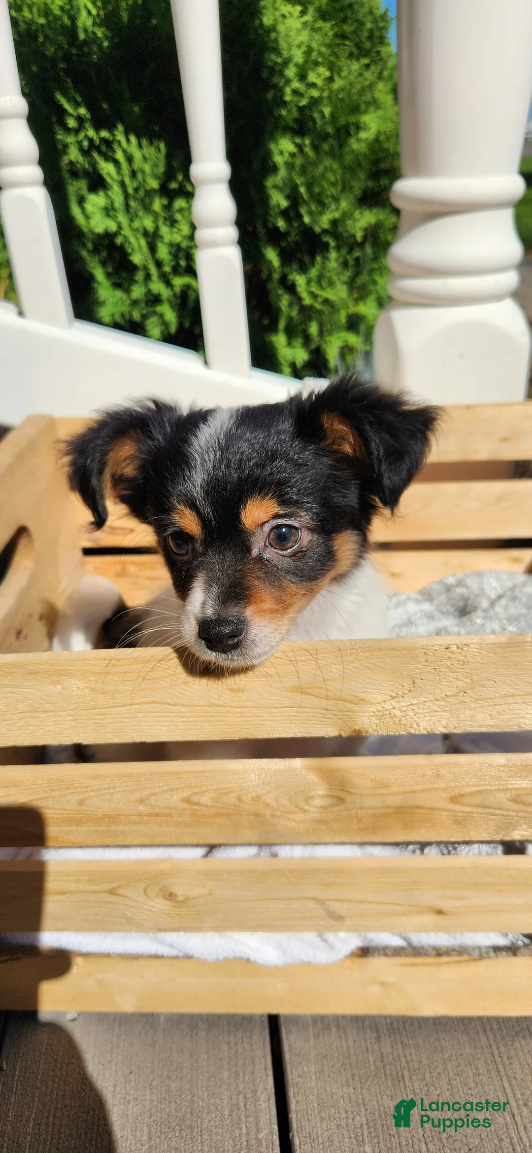 Chihuahua dogs for sale: Kipton - Ad 2