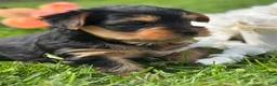 Yorkshire Terrier dogs for sale: Cocoa - Ad 2