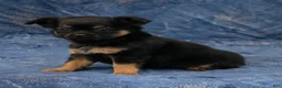 Chihuahua dogs for sale: Max - Ad 8