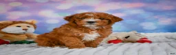 Mini Goldendoodle dogs for sale: Willow - Ad 3