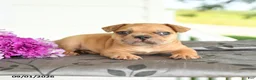 Frenchton dogs for sale: Max - Ad 3