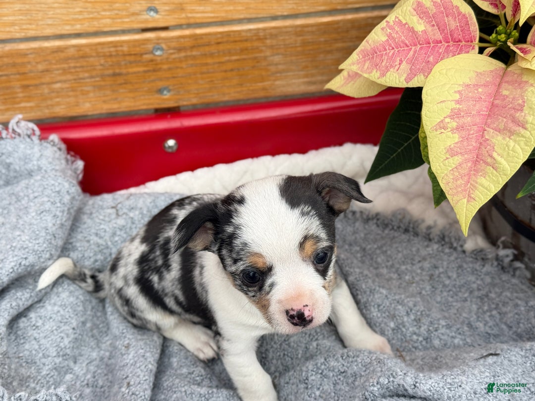 Chihuahua dogs for sale: Cheer - Ad 8