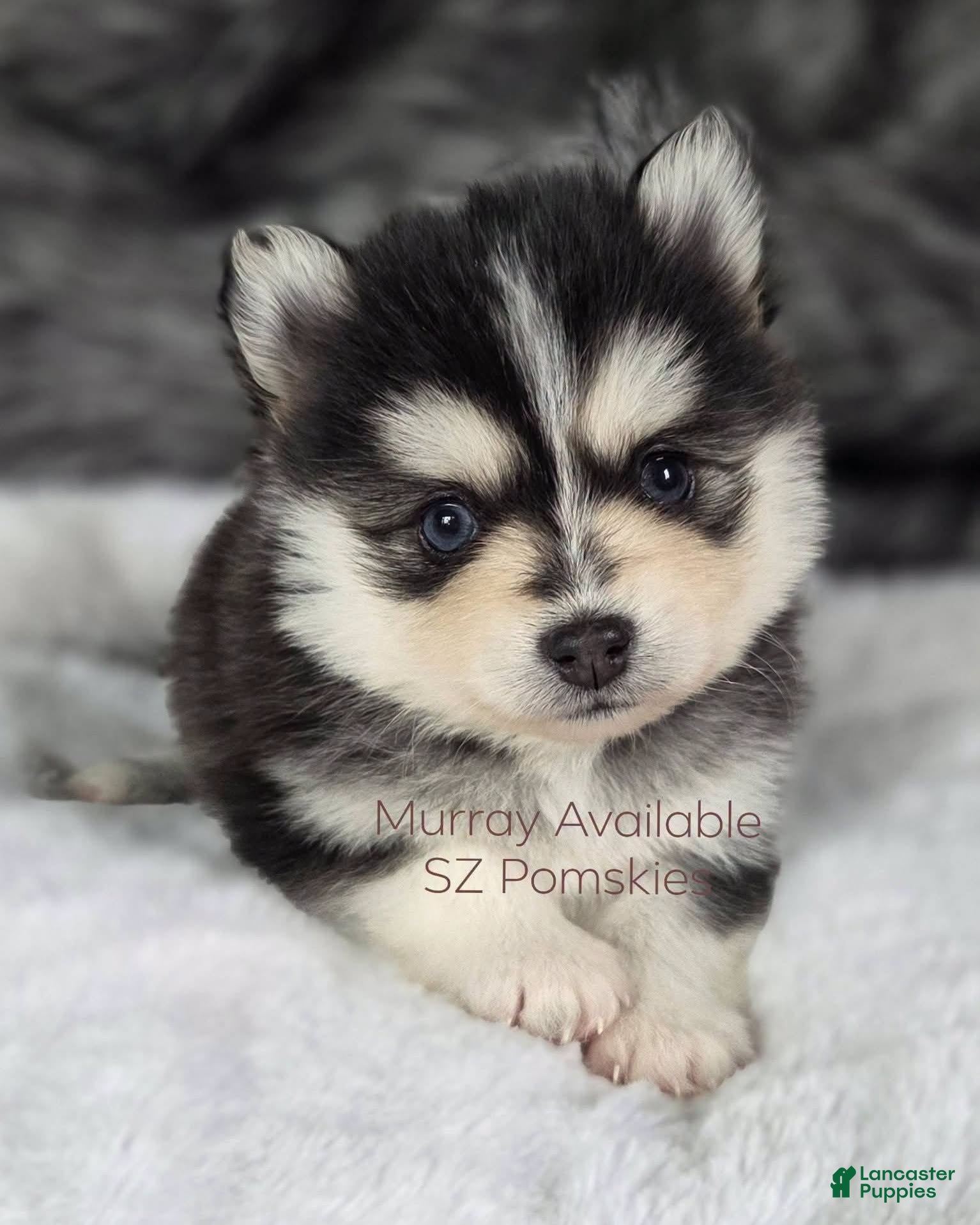 Pomsky dogs for sale: Murray - Ad 18