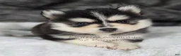 Pomsky dogs for sale: Murray - Ad 1