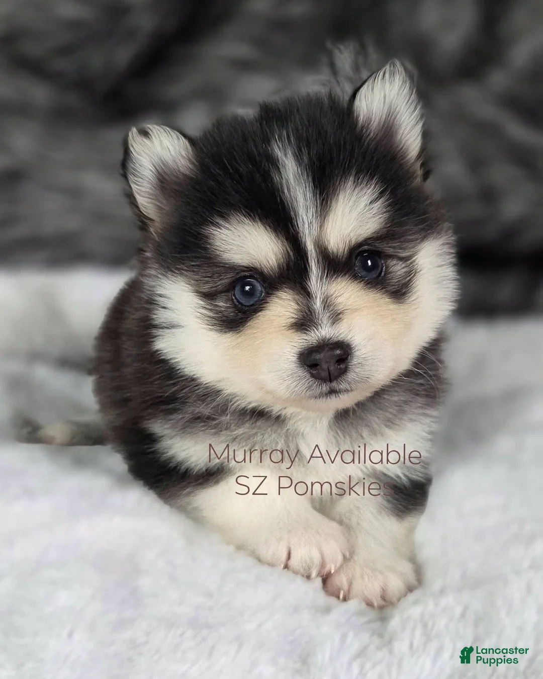 Pomsky dogs for sale: Murray - Ad 1