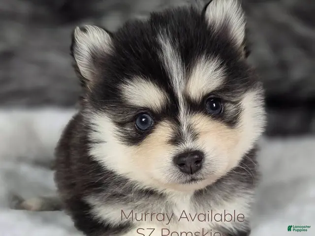 Pomsky dogs for sale: Murray - Ad 18