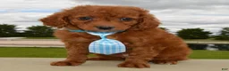 Cavapoo dogs for sale: Caesar - Ad 7