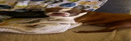 Boston Terrier dogs for sale: Boston Terrier 2 - Ad 3