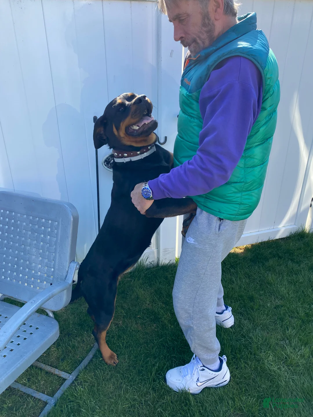 Rottweiler dogs for sale: Rottweiler Puppy 1 - Ad 2