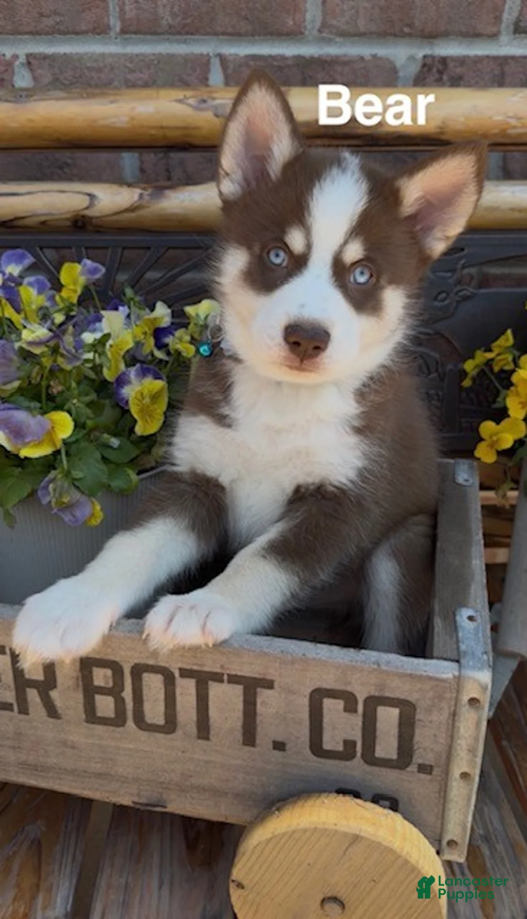 Pomsky dogs for sale: Bear - Ad 1