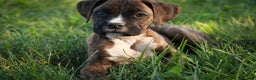 Boxer dogs for sale: Cole - Ad 5