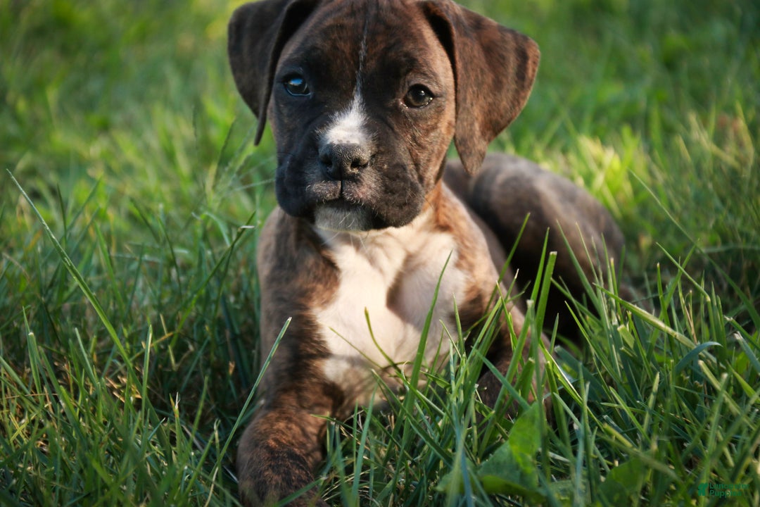 Boxer dogs for sale: Cole - Ad 5