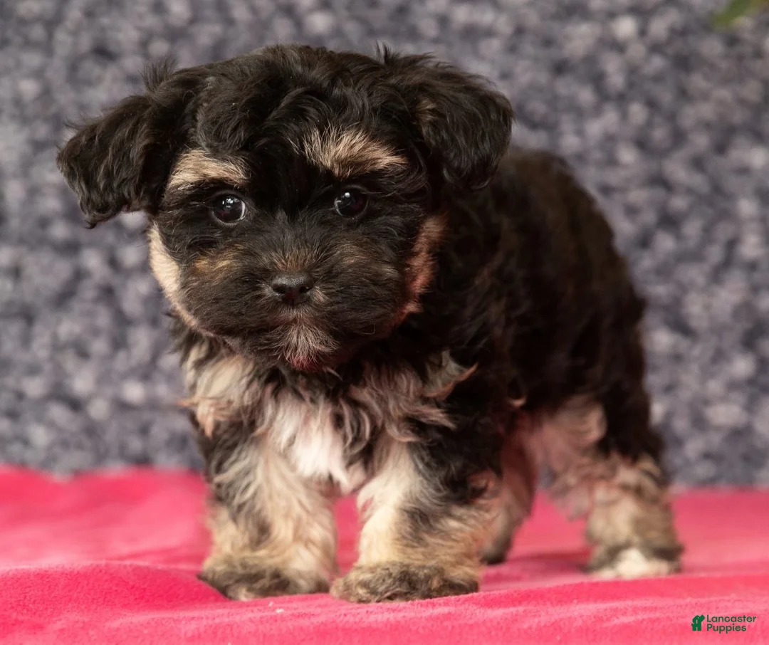 Havapoo dogs for sale: Gina - Ad 5