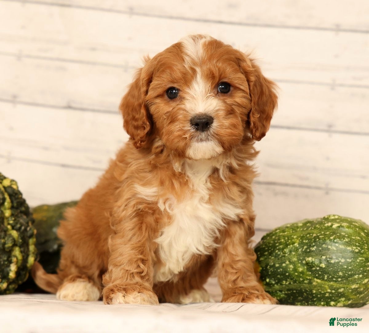 Cavapoo dogs Pixel - Ad 1