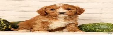 Pixel
